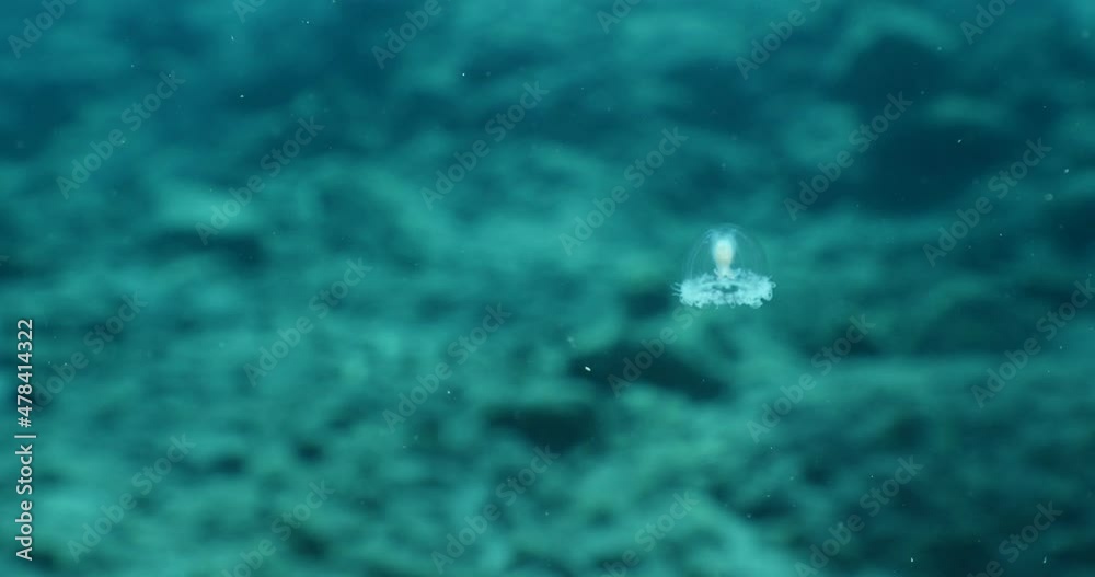 Turritopsis nutricula Turritopsis dohrnii Oceania O. armata immortal underwater closing jellyfish ocean scenery