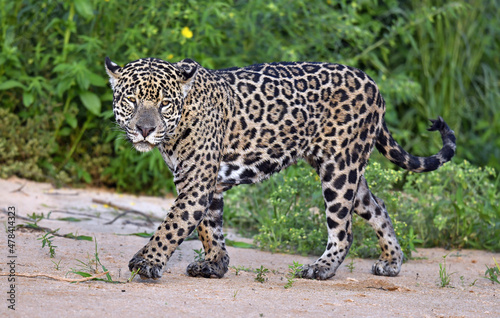 Jaguar walking along the sandy river bank. Panthera onca. Natural habitat.   Brazil