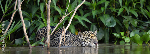 Swimming Jaguar in the river.  Side view. Panthera onca. Natural habitat. Cuiaba river, Brazil