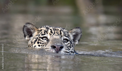 Swimming Jaguar in the river.  Front view. Panthera onca. Natural habitat. Cuiaba river, Brazil