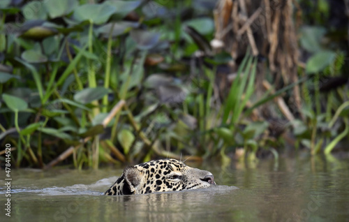 Swimming Jaguar in the river.  Side view. Panthera onca. Natural habitat. Cuiaba river, Brazil © Uryadnikov Sergey