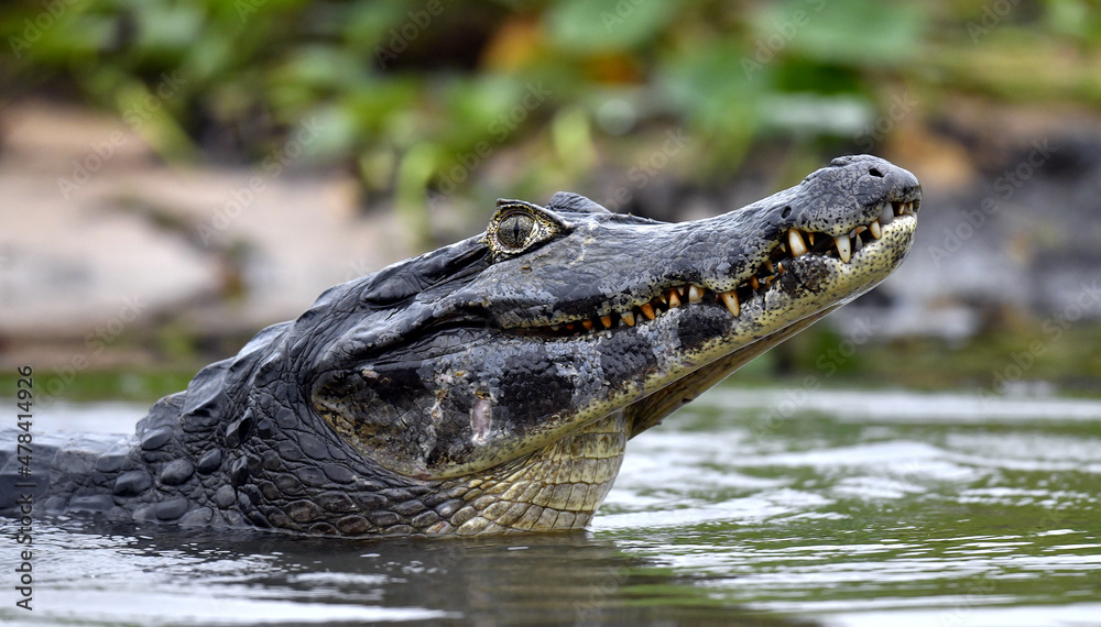 Caiman in the water. The yacare caiman (Caiman yacare), also known commonly as the jacare caiman. Side view. Natrural habitat. Brazil. Caiman in the water. The yacare caiman (Caiman yacare), also known commonly as the jacare caiman. Side view. Natrural habitat. Brazil.