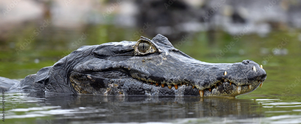 Caiman in the water. The yacare caiman (Caiman yacare), also known commonly  as the jacare caiman. Side view. Natrural habitat. Brazil. Stock-Foto |  Adobe Stock