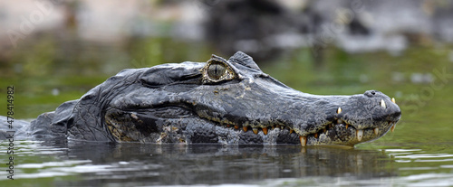 Caiman in the water. The yacare caiman (Caiman yacare), also known commonly as the jacare caiman. Side view. Natrural habitat. Brazil. photo