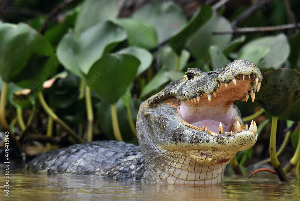 Obraz premium Caiman in the water. The yacare caiman (Caiman yacare), also known commonly as the jacare caiman. Side view. Natrural habitat. Brazil