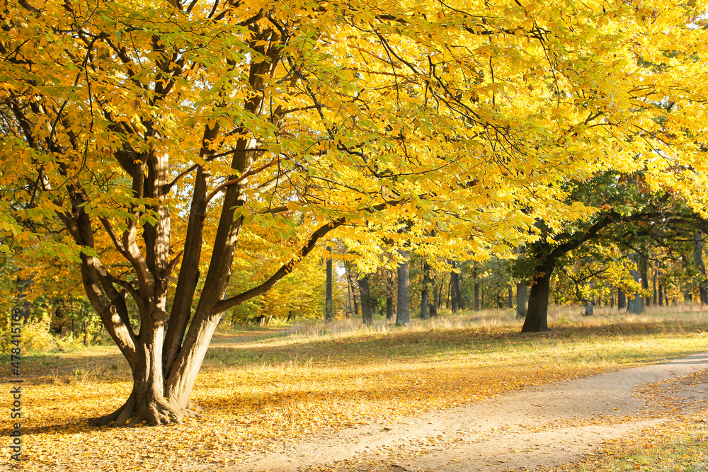 Pathway and autumn trees in forest on sunny day Pathway and autumn trees in forest on sunny day