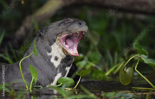 Giant otter with open mouth in the water. Giant River Otter, Pteronura brasiliensis. Natural habitat. Brazil photo