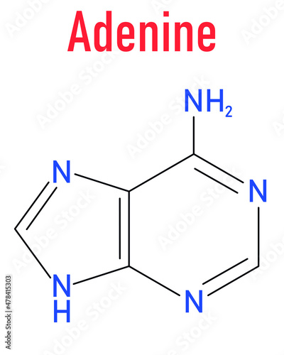 Adenine purine nucleobase molecule. Base present in DNA and RNA. Skeletal formula. photo