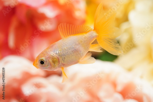 Obraz na płótnie 花束の中を泳ぐ金魚