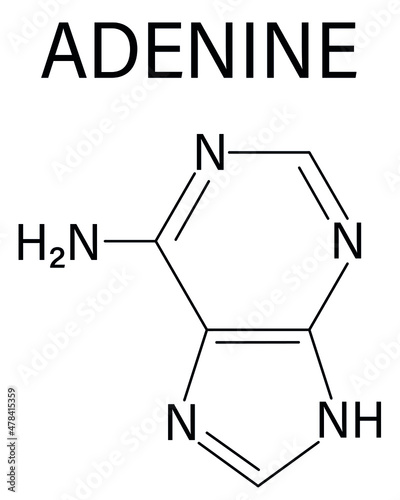 Adenine purine nucleobase molecule. Base present in DNA and RNA. Skeletal formula.