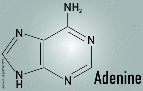 Adenine purine nucleobase molecule. Base present in DNA and RNA. Skeletal formula.