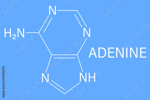 Adenine purine nucleobase molecule. Base present in DNA and RNA. Skeletal formula.