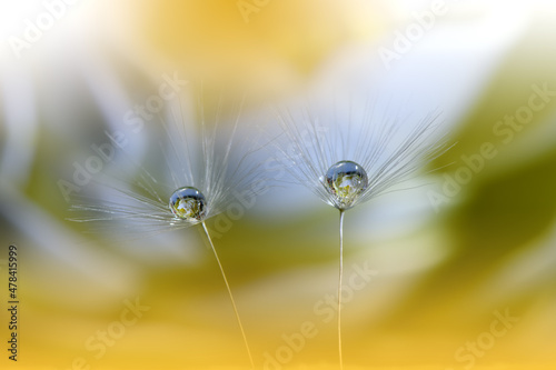 Beautiful Nature Background.Floral Art Design.Abstract Macro Photography.Pastel Flower.Dandelion Flowers.Yellow Background.Creative Artistic Wallpaper.Wedding Invitation.Celebration love.Close up View