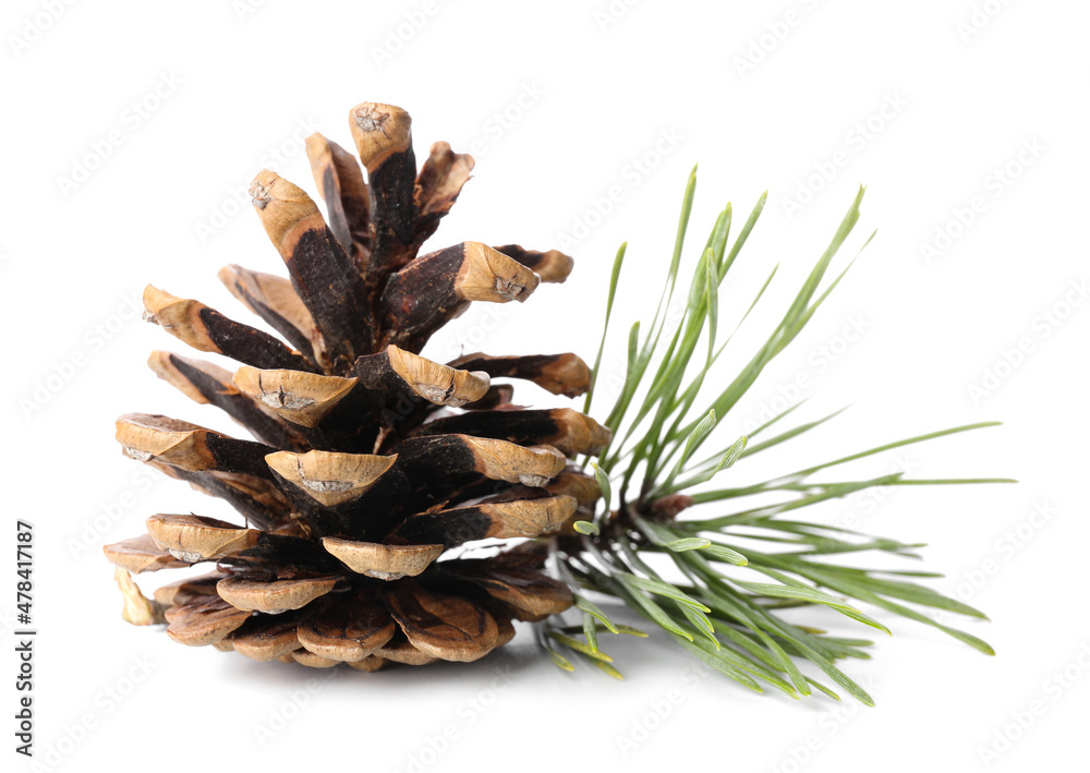 Beautiful pine cone and fir branch on white background Beautiful pine cone and fir branch on white background