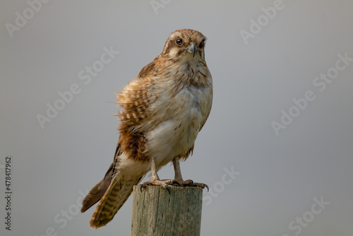 Brown falcon (Falco berigora) perched on a wooden post