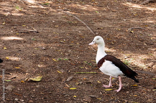 A radjah shelducks, radjah radjah, also commonly known as the Burdekin duck, against a textured background under the shade of a tree in tropical North Queensland. photo