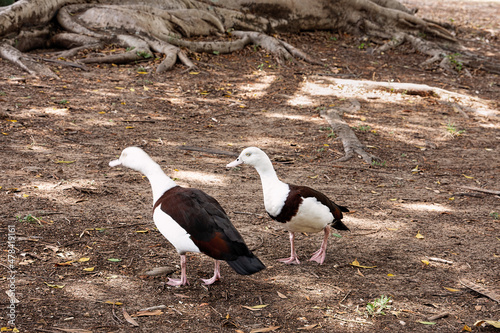 A pair of radjah shelducks, radjah radjah, also commonly known as the Burdekin duck, against a textured background under the shade of a tree in tropical North Queensland. photo