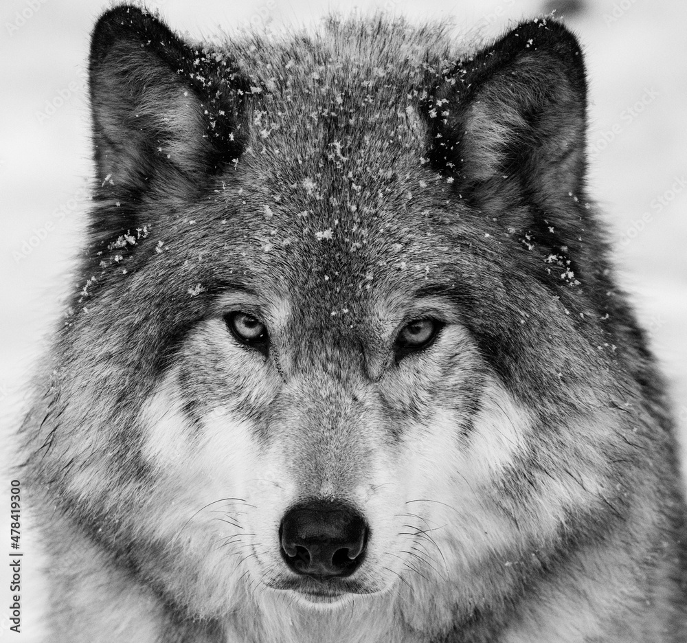 Timber wolf portrait in Canadian winter Timber wolf portrait in Canadian winter