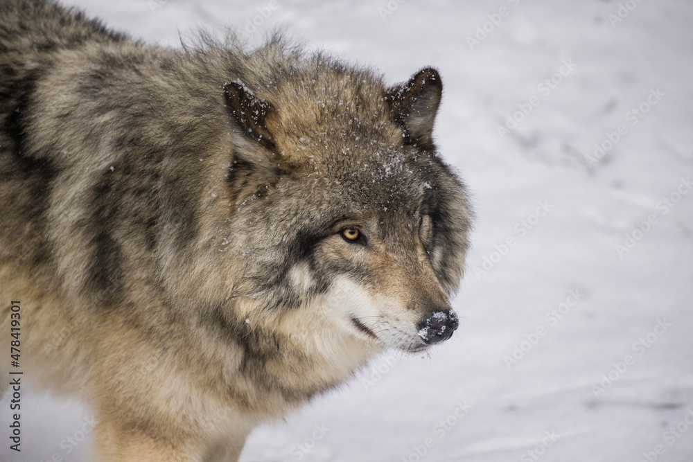 Timber wolf portrait in Canadian winter