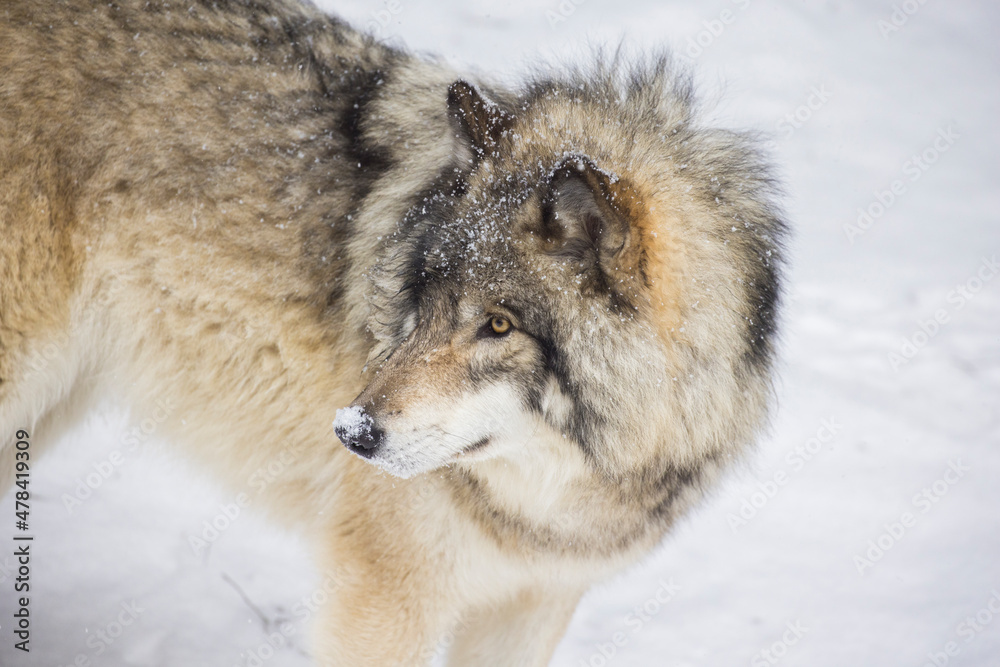 Fototapeta premium Timber wolf portrait in Canadian winter