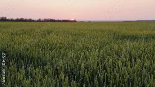 Ripening green wheat field at sunset background. Spikelets of wheat with grain shakes the wind. The grain harvest ripens in the summer. Agricultural business concept. organic wheat