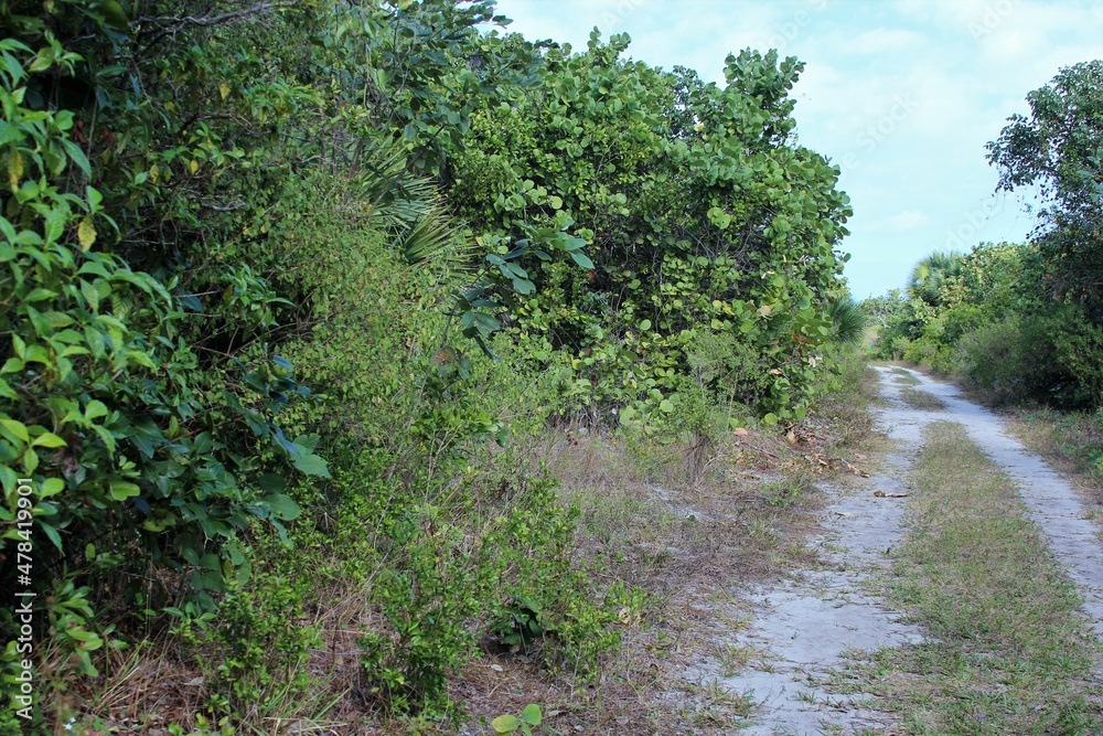 Obraz premium sand path to the beach 