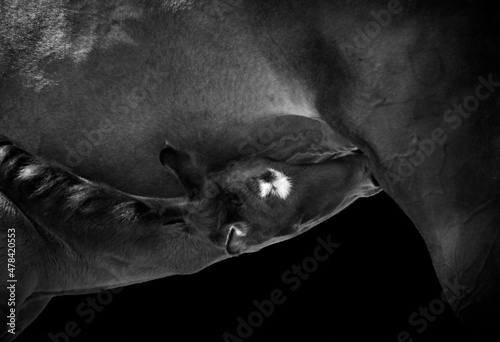 Canvas Close-up side view of mare with newborn suckling foal, horses isolated on black