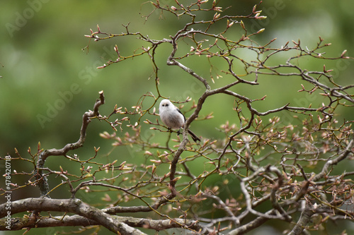 モミジの木に止まるシマエナガ © mayudama