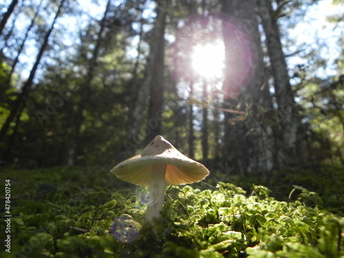 Mushroom in the forest clearing