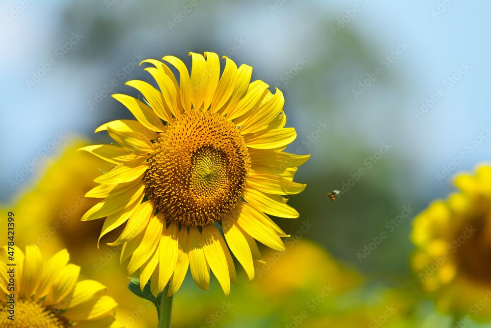 Fototapeta premium sunflower with flying bee, in sunflower field 