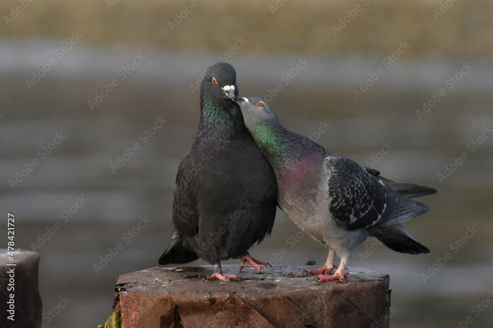 Two Rock Pigeons sitting on wooden posts. Appears to be male and female pair. Two Rock Pigeons sitting on wooden posts. Appears to be male and female pair.