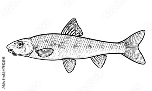 Hand-drawn fish Gudgeon (Gobio gobio). Black and white. Vector sketch of a fish, isolated on a white background. 