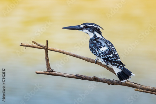Beautiful adult Pied kingfisher (Ceryle rudis) sit on the small branch watch for food under the fresh in daytime near the riverside, The central of Thailand