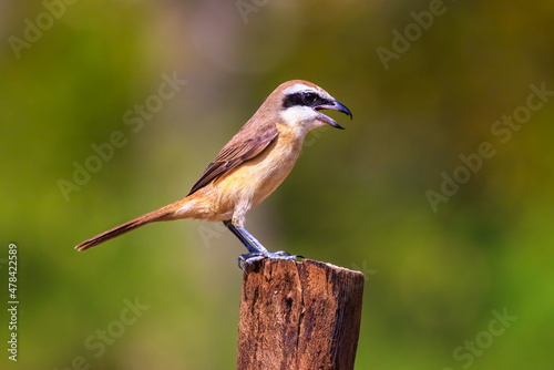 Beautifu brown bird (Brown Shrike, Lanius cristatus) sitting on stump