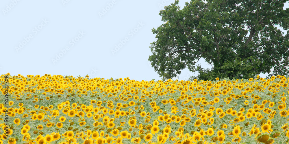 Obraz premium Tree in a Field of Sunflowers