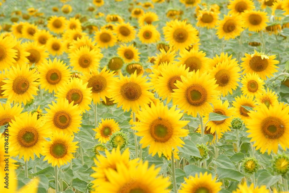 Obraz premium Italian Sunflowers