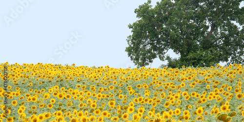 Tree in a Field of Sunflowers