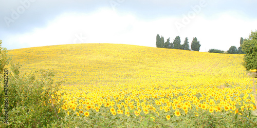 Field of Sunflowers, Tuscany Italy