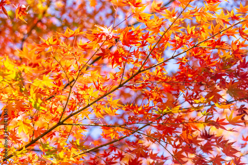full of red and orange maple leaves on the branches in autumn