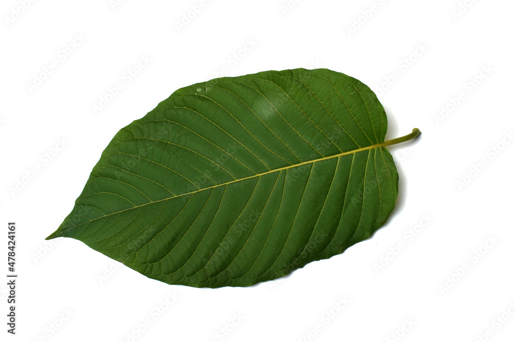 Obraz premium Kratom leaves