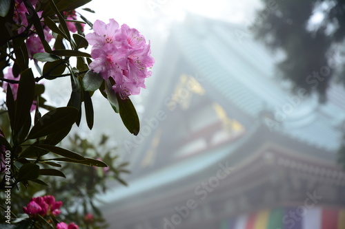 Azalea flower against a background of World Heritage, HIEIZAN ENRYAKUJI temple shrouded in mist