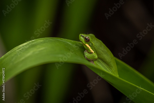 Close up of green frog in garden