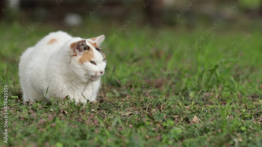 ネコ ネコ
