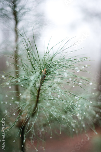 close up of a pine tree