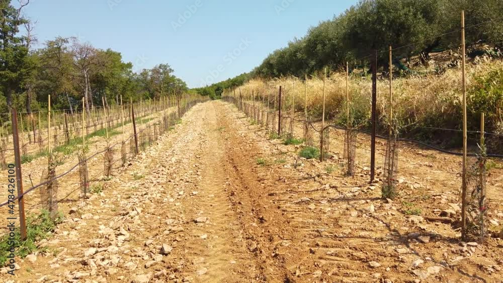 Field of Young Vines that need to Grow in next Years during Summer Field of Young Vines that need to Grow in next Years during Summer
