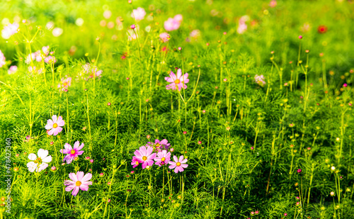 Cosmos flower with green background, in the garden  Lumphun Thailand