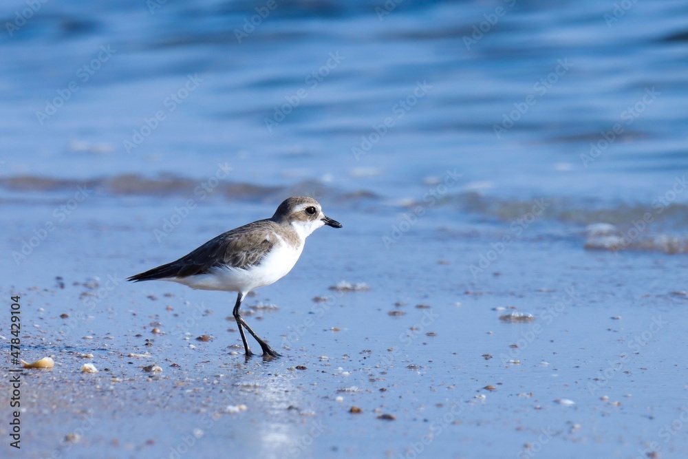Lesser sand plover on the beach. Waterbird. Lesser sand plover on the beach. Waterbird.