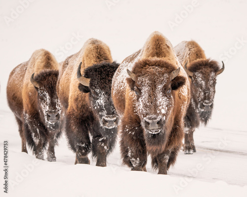 Bison in Winter Beasts and Legends