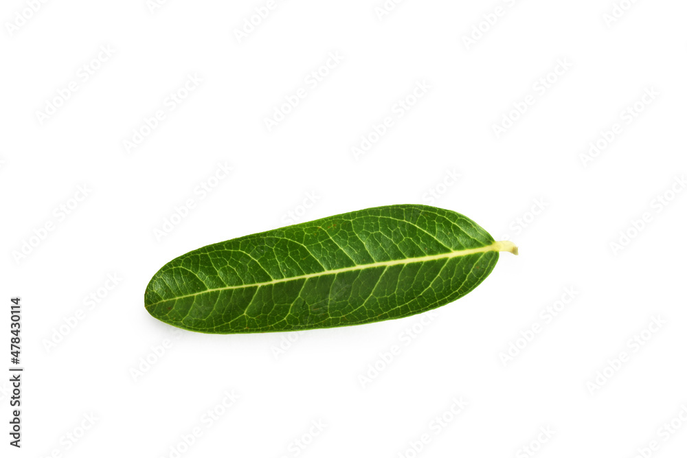 Obraz premium green leaf isolated on white