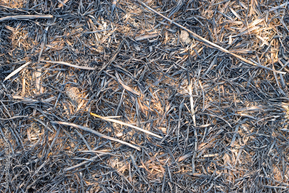 Burnt straw close up top view on agricultural land Burnt straw close up top view on agricultural land